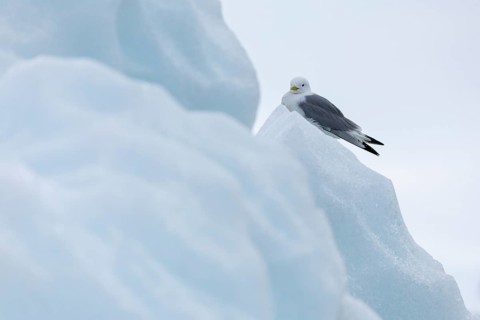 Black-legged kittiwake (Rissa tridactyla) sitting on iceberg, Konowbreen, Spitsbergen, Svalbard