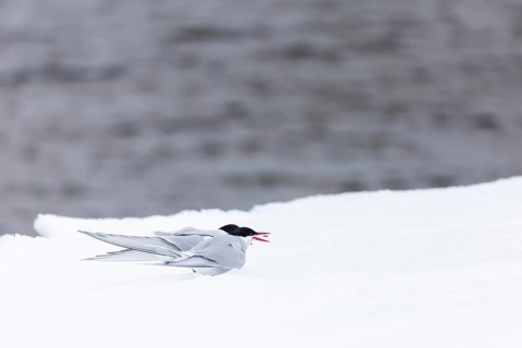 Arctic Arctic Tern (Sterna paradisaea), pair feeding, bridal gift, snow, Terns (Sterninae),
