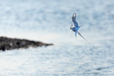 Arctic Arctic Tern (Sterna paradisaea) in flight, Terns (Sterninae), Longyearbyen, Spitsbergen,