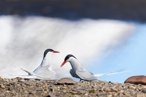 Arctic Arctic Tern (Sterna paradisaea), pair, food, nuptial gift, terns (Sterninae), gravel ground,