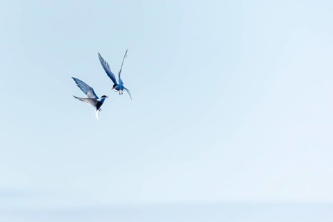 Two Arctic Terns (Sterna paradisaea) in flight, Terns (Sterninae), Longyearbyen, Spitsbergen,