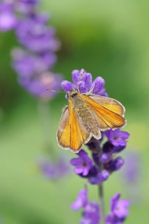 Large skipper (Ochlodes venatus), collecting nectar from a flower of Common lavender (Lavandula