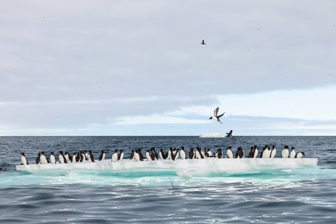 Thick-billed guillemot (Uria lomvia) on an ice floe, sea, water, alcids (Alcidae), Alkefjellet,