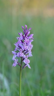 Moorland spotted orchid (Dactylorhiza maculata), inflorescence, close-up, Wilnsdorf, North