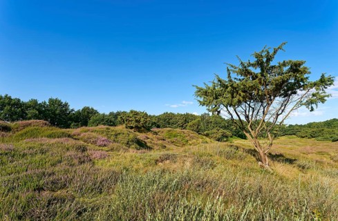 Ripple-crowned dune area in the Schleswig-Holstein municipality of Jörl. The nature reserve Düne am