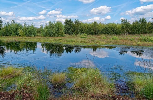 Water surface and marsh grass in Himmelmoor. Himmelmoor, the largest raised bog in