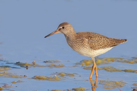Wood Sandpiper (Tringa glareola) looking for food, standing in shallow water, wildlife, animals,