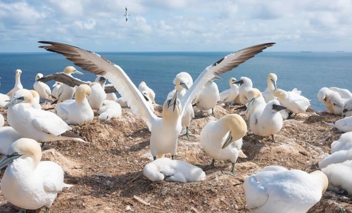 A gannet (Morus bassanus) (synonym: Sula bassana) spreads its wings, spread wings, gannet colony