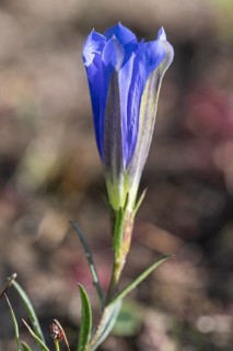 Lung gentian (Gentiana pneumonanthe), Emsland, Lower Saxony, Germany