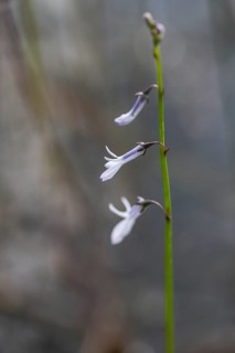 Water lobelia (Lobelia dortmanna), Emsland, Lower Saxony, Germany