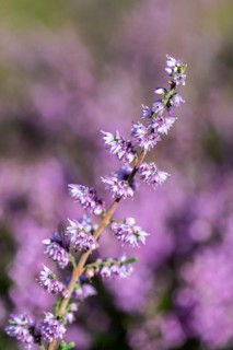 Heather (Calluna vulgaris), Emsland, Lower Saxony, Germany