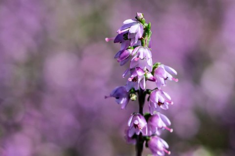 Heather (Calluna vulgaris), Emsland, Lower Saxony, Germany