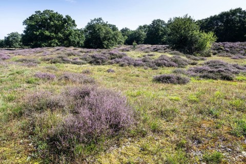 Flowering heather (Calluna vulgaris) in the Hutewald, Emsland, Lower Saxony, Germany