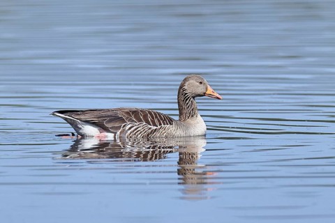 Greylag goose (Anser anser) swimming on the water, Chiemsee, Bavaria, Germany