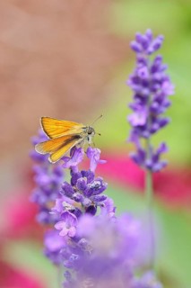 Large skipper (Ochlodes venatus), collecting nectar from a flower of Common lavender (Lavandula