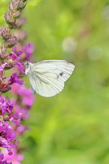 A Cabbage butterfly (Pieris brassicae) sucking nectar on the flower of the purple loosestrife