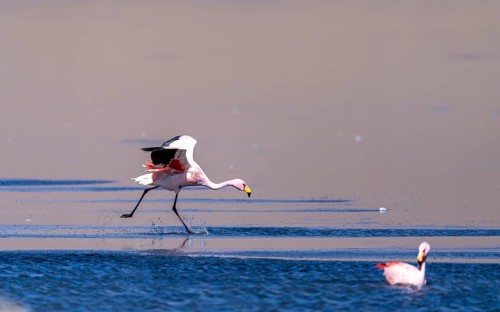 James flamingo (Phoenicoparrus jamesi), starts on a frozen lake, Laguna Cañapa, lagoon route, San
