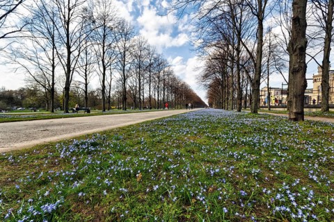 Blue stars, Scilla, walkers in the Herrenhäuser Allee, Georgengarten, Herrenhäuser Gärten,