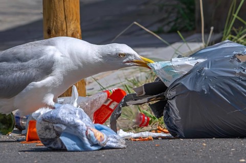 Bird nuisance by herring gull tearing up rubbish bag and feeding on trash, household refuse and
