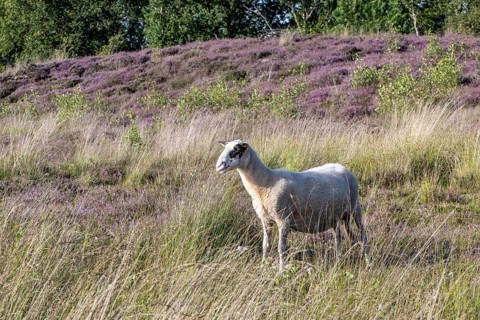 Bentheimer Landschaf (Ovis gmelini), Emsland, Lower Saxony, Germany