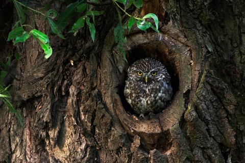 In its nesting cavity... Little owl (Athene noctua) nests in an old pollarded willow, sits in the