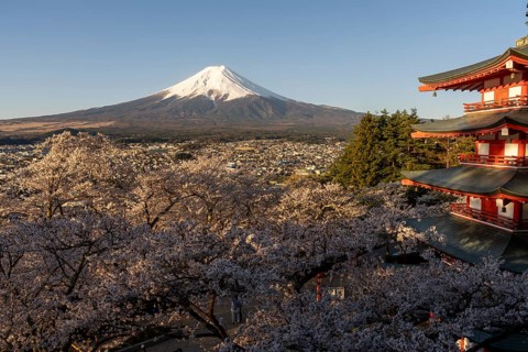 View of Mount Fuji, with the Chureito Pagoda and blossoming cherry trees in the foreground,
