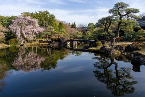 Pond with reflections, small bridge, blossoming cherry tree, Ovashiki Park, Himeji, Hyogo