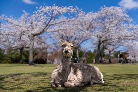 Japanese Sika deer (Cervus nippon) in front of blossoming cherry trees, Nara Park, Nara, Nara
