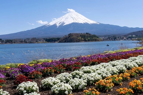 Mount Fuji with Lake Kawaguchi and flowers in the foreground, Fujikawaguchiko, Minamitsuru,