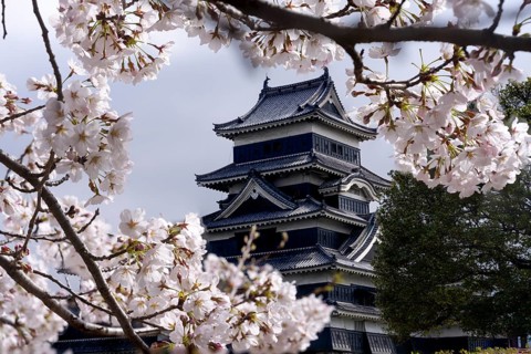 Matsumoto Castle photographed through cherry blossoms, Matsumoto, Nagano Prefecture, Japan