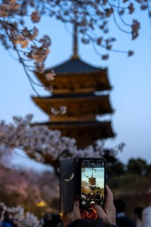 Woman taking photo of To-ji Temple with smartphone, Minami-ku, Kyoto, Kyoto Prefecture, Japan