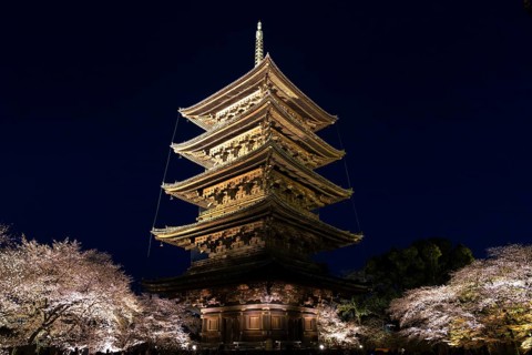 To-ji Temple surrounded by illuminated cherry trees, Minami-ku, Kyoto, Kyoto Prefecture, Japan