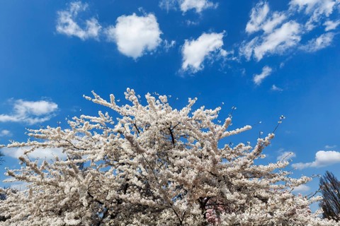 Cherry blossom (Prunus subg. Cerasus), Cumulus, Berggarten, spring in the Herrenhausen Gardens,