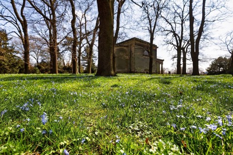 Scilla, blue stars in a meadow in the Berggarten, spring in the Herrenhausen Gardens, sunny