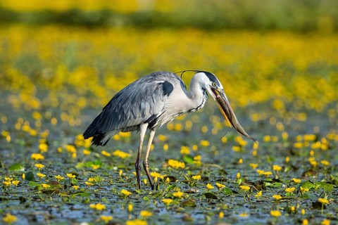 Grey heron (Ardea cinerea) amidst flowering sea pots (Nymphoides peltata) Hungary