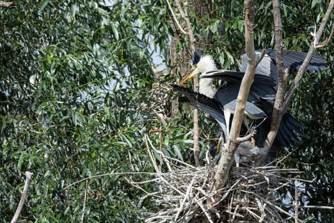 Grey heron (Ardea cinerea) at the eyrie Hungary