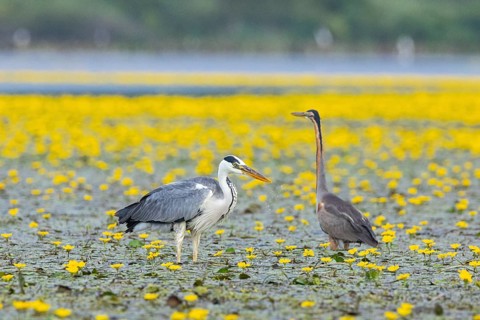 Grey heron (Ardea cinerea) and purple heron (Ardea purpurea) amidst flowering sea pots (Nymphoides