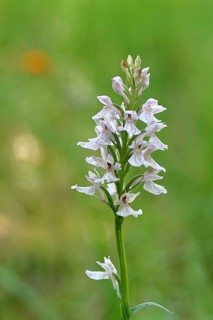 Moorland spotted orchid (Dactylorhiza maculata), inflorescence, close-up, Wilnsdorf, North