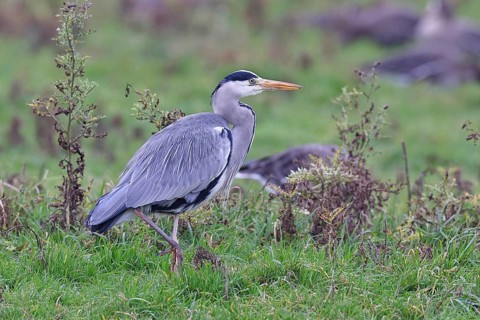 Grey heron (Ardea cinerea), standing in a meadow, Bieslicher Insel, Lower Rhine, North