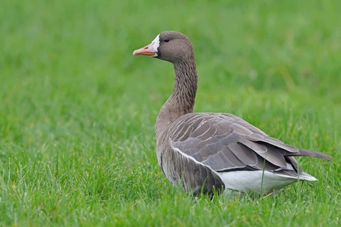White-fronted goose (Anser albifrons), standing in a meadow in the wintering area, wildlife,