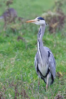 Grey heron (Ardea cinerea), standing in a meadow, Bieslicher Insel, Lower Rhine, North