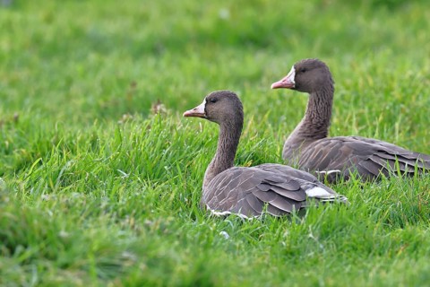 White-fronted geese (Anser albifrons), lying in a meadow in the wintering area, pair of animals,