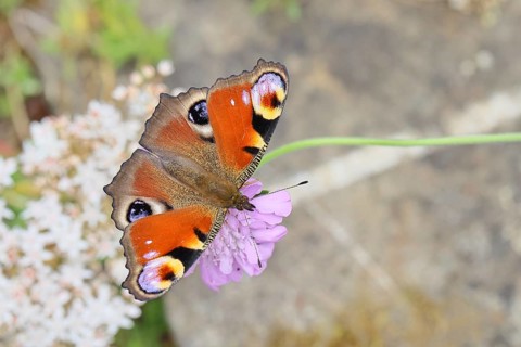 Peacock butterfly (Inachis io) sucking nectar on scabiosa, in a natural environment in the wild,