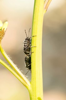 Two cabbage bugs (Eurydema oleracea) on the green stalk of a garlic rocket (Alliaria petiolata, syn