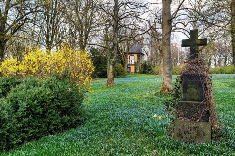 Scilla, blue stars in a meadow, gravestone, Lindener Bergfriedhof with kitchen garden pavilion,