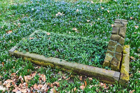 Scilla, blue stars in a meadow, single anonymous grave, autumn leaves, Lindener Bergfriedhof,