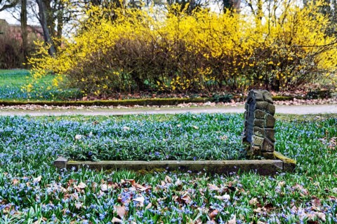 Scilla, blue stars in a meadow, single anonymous grave, Lindener Bergfriedhof, monument protection,