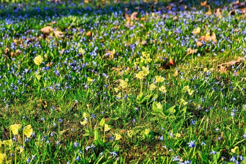 Scilla, blue stars and primroses in a meadow, Lindener Bergfriedhof, Lindener Berg, Linden,