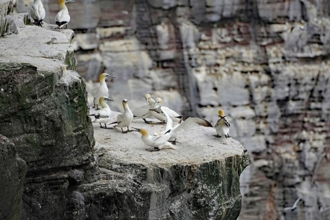 Group of Gannets gathered on a rocky cliff, Northern Gannets, Noss, Shetland Islands, Scotland,