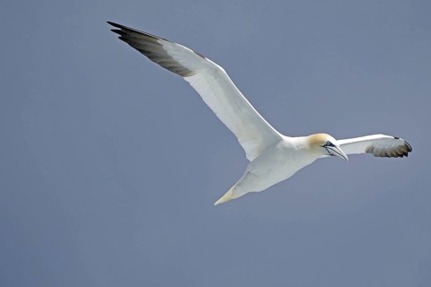 Gannet in flight against a blue sky with outstretched wings, Noss, Shetland Islands, Scotland,
